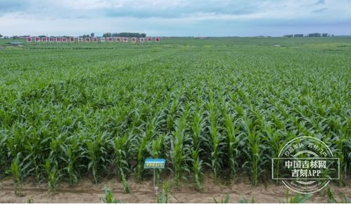 保衛(wèi)黑土地 筑牢大糧倉(cāng)丨百萬(wàn)畝核心示范區(qū) 梨樹模式 之光