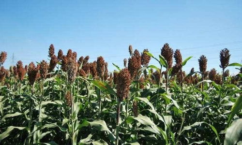 來(lái)自農(nóng)村的 假甘蔗 ,味道比甘蔗還甘甜,北方人的最愛