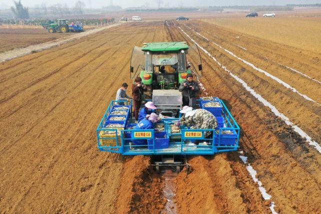 "鐵牛"忙碌鬧春耕|種植|甘蔗|機械化|武宣縣|農(nóng)機|糖料