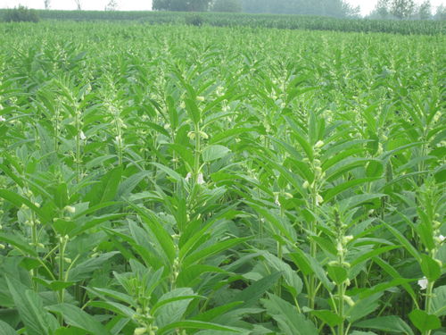 古話說(shuō)夏至不適宜播種,這幾種農(nóng)作物過(guò)了最佳時(shí)期,沒(méi)有必要種植