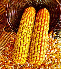 玉米價(jià)格那么低,做玉米就真的沒(méi)有出路了嗎